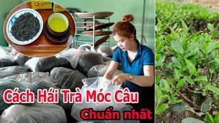 Cách Hái Trà Móc Câu Thái Nguyên Chuẩn Nhất - Cách Pha Và Hương Vị Trà Móc Câu Thái Nguyên