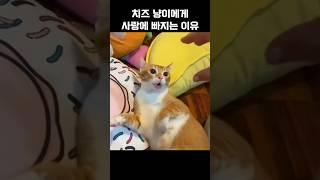 치즈 냥이에게 사랑에 빠지는 이유