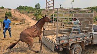 A MULA FOI EMBORA DA FAZENDA  FOMOS BUSCAR