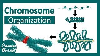 Chromosome structure | Chromatin organization | 3D chromatin | levels of organization in chromosomes