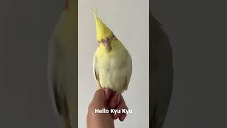 #cockatiel #kyukyu