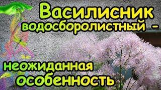 Василисник водосборолистный. Золотистая бронзовка. Что общего?