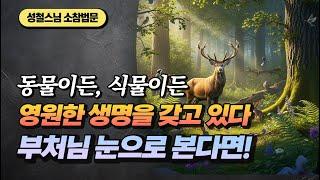 동물이건 식물이건 영원한 생명을 갖고 있다 왜? [성철스님 소참법문]