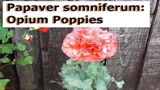 Papaver somniferum: Opium Poppies - UK Guide