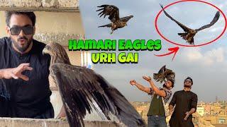 HAMARI EAGLES URH GAI  | EAGLES BABIES |MISHKAT KHAN | THE FUN FIN