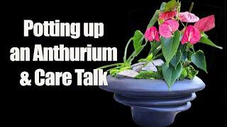 Anthurium Potting & Care || Flamingo Flower Potting