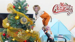 Monkey PUPU is excited to decorate the Christmas tree with everyone