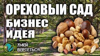 Ореховый сад / Бизнес идея