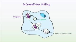 Phagocytosis