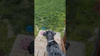 Franklin's Serene Storm Watch #dog  #nature #schnauzer #dogbreed