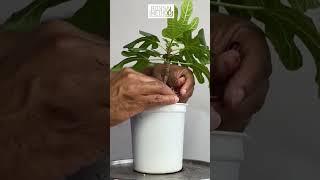 Edible Fig | Ficus Carica | 1Min or Less
