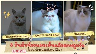 (FULL) เจ้าเหมียว 3 สายพันธุ์ น่ารัก น่าเลี้ยง ในเดือนแห่งความรัก | Pet Lover by Jerhigh Ep.6