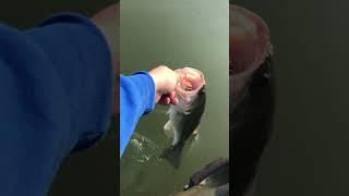 Aggressive Bass: Ohio Bass fishing!