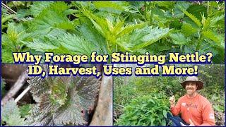 Why Are People So Interested in Stinging Nettle? - ID, Harvest, Edible and Medicinal Uses and More!