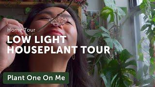 LOW LIGHT HOUSEPLANT Home Tour — Ep. 217