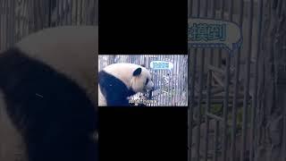 正因为自己淋过雨，所以才更懂得为别人撑伞，萌兰的种种行为，把我感动哭了#大熊猫萌兰 #西直门三太子