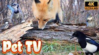 Up-Close in the Forest With a Fox, Squirrel and Birds | Entertain Your Cat or Dog with Pet TV