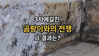 3차에걸친 곰팡이와의 전쟁