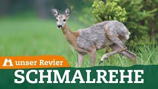 Unterschied zwischen Schmalreh und Ricke | Weibliches Rehwild ansprechen | unser Revier | #59