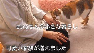 《60代暮らしのvlog》猫と刺繍の三が日/新しい暮らしの始まり/保護ネコ