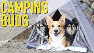 CAMPING WITH BUDDIES - Topi the Corgi