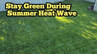 Do This Now To Keep Lawn Green During Summer Heat Wave| Applying Humic Acid