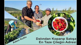 En Taze Çileğin Adresi Adem Kutlu