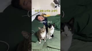 유언장에 지들 이름도 써달라는 고양이 #shortvideo #shots #고양이 #시트콤