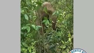 Chao Sun - Gentle Giants Stay Home Project - Huay Pai Kood Village
