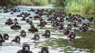 Gorillas Are Shocked That Chimpanzees Started Killing Them