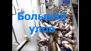 Автоматическая линия для рыбалки. Amazing Automatic Lines,Catching and Processing Fish Right on Ship