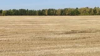 Журавли на Рождественской горе много 2023
