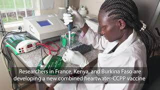 Combined heartwater-CCPP vaccine offers broader protection against more strains of heartwater.