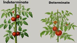 I Bet You're Making This Tomato Growing Error...|| The Secret Mistake Most Tomato Growers Make
