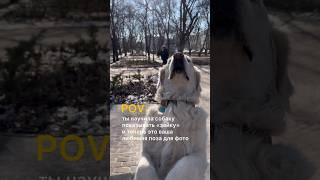 Когда научила собаку новой команде | Приколы с собаками | ЛавГав