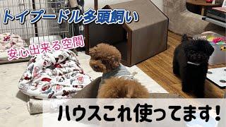 【犬 ハウス】多頭飼いトイプードルが使っているハウスを紹介します！