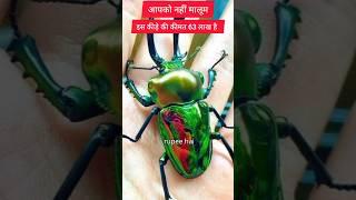 The price of this insect is around 63 lakh rupees. #facts #shorts #youtubeshorts