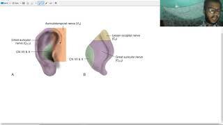 nerve supply of pinna (nerve supply of external ear)