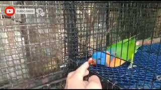 Beautiful Pet Rainbow and sun conure..