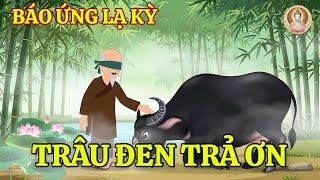 Ông Lão Mù Cứu Trâu Đen Giữa Rừng – 10 Năm Sau Nhận Quả Báo Bất Ngờ | Hoạt Hình Nhân Quả Báo Ứng