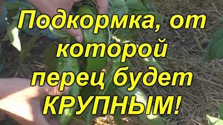 Чем подкормить сладкий перец для увеличения плодов.