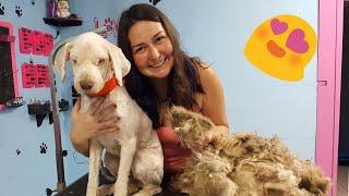 Groomer Spends Hours Shaving Neglected Dog in Need of Emergency Haircut