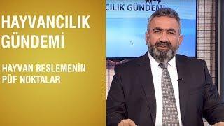 Hayvancılık Gündemi | Hayvan Beslemenin Püf Noktalar