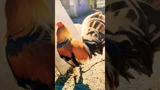 pumpkin hatch sweater solid nito #chicken #rooster #ayam