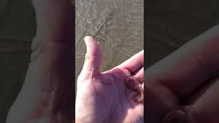 Pesca de minhoca da Praia isca para pescar