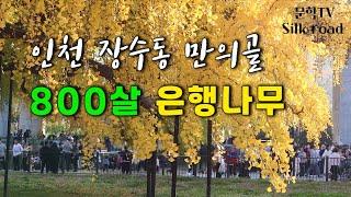 800백살 은행나무 - 인천 장수동 은행나무 / 장수동 만의골