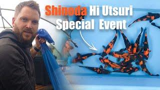 Own a Shinoda Hi Utsuri Grown at Koi Wholesale – Limited Release