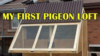 How I built my first small pigeon loft - it was so fun!