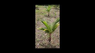 Mixed Coconut Plantation in the Pacific lands - Plantación de coco Mixto Enano.