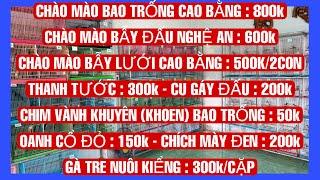 16/11/2024 : gà kiểngchoè lửavành khuyênchào màooanh đỏchích mày đenthanh tướccu gáy.